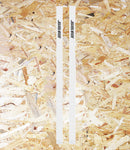 Santa Cruz Rails - White